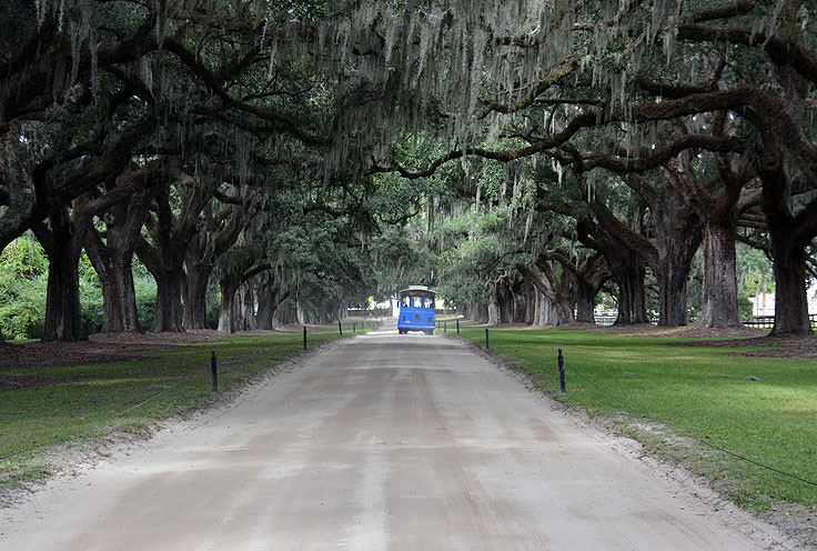 The famous live oaks at Boone Hall Plantation, Mt. Pleasant, SC