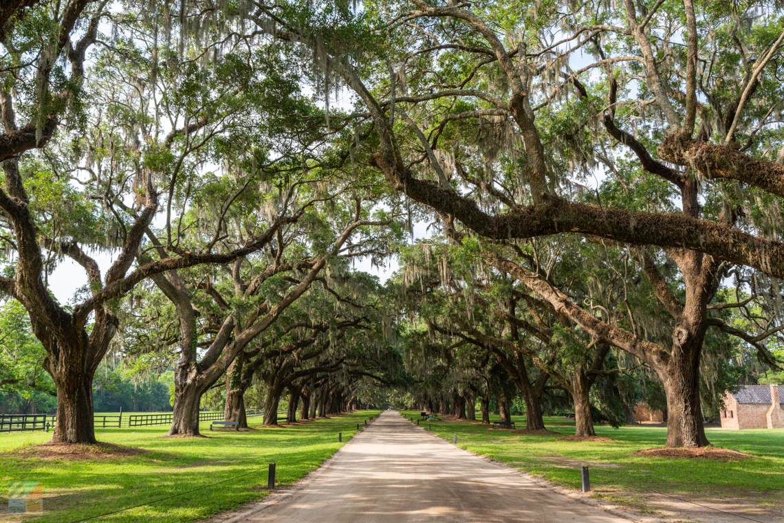 The famous live oaks at Boone Hall Plantation, Mt. Pleasant, SC