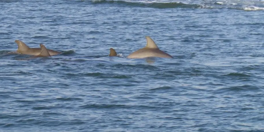 Dolphin Discovery Sunset Cruise