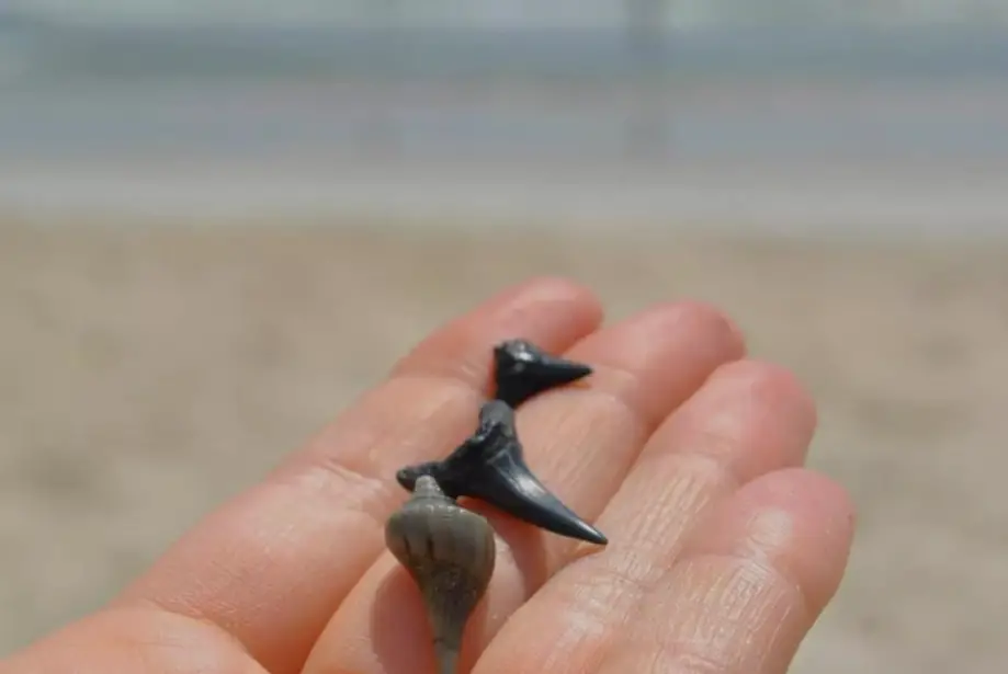 Morris Island Shark Tooth & Fossil Co-Charter Trip + 4 Hour Sandbar Adventure