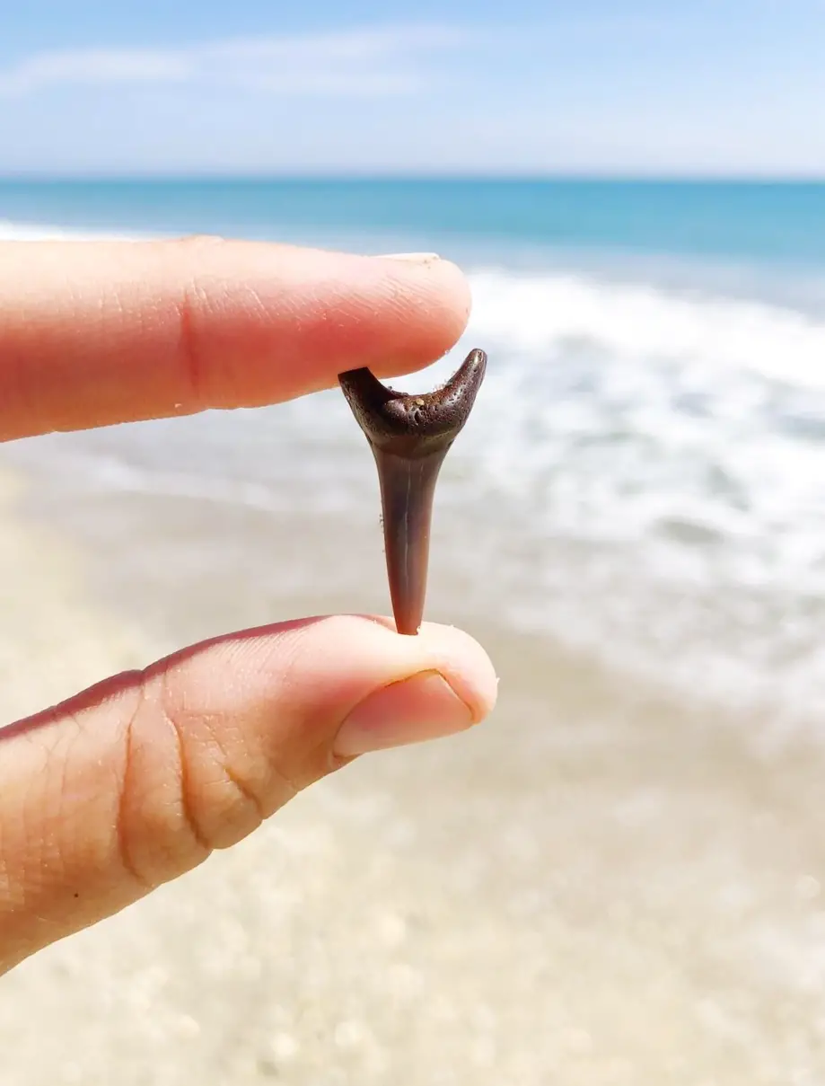 Shark Tooth & Sea Shell Hunting Tour - 4 Hours