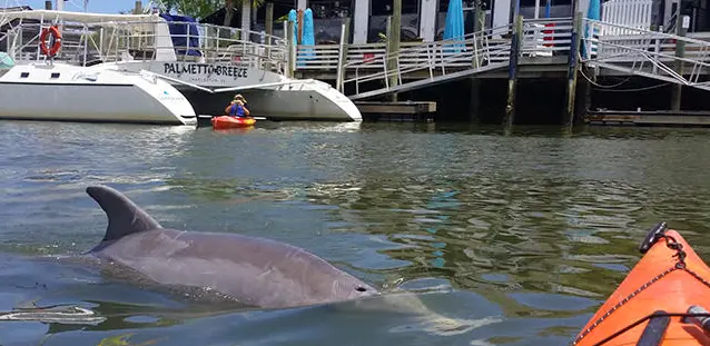 2 Hour Shem Creek Kayak Tour